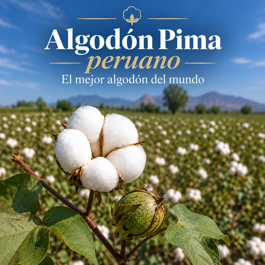 El algodón pima peruano, la fibra de Piura