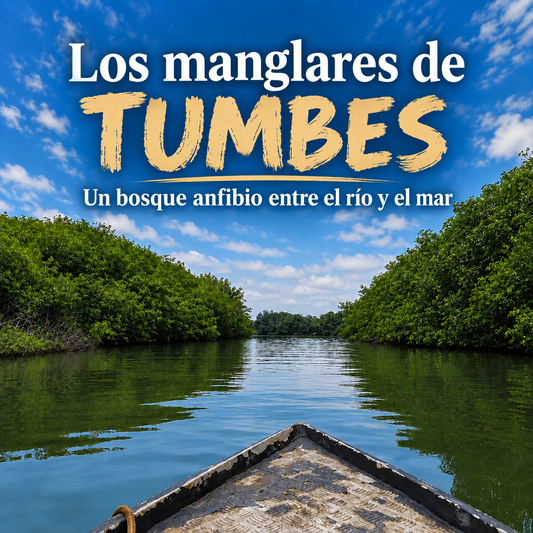 Los manglares del Perú, el bosque que vive entre el río y el mar